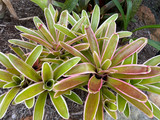 Neoregelia compacta (marginata)