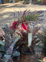 Billbergia Rings of Saturn