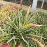 Tillandsia White Tips (T. neglecta x didisticha)