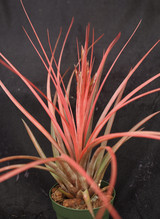 Tillandsia Red Rover