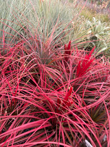 Tillandsia Red Rover - Bird Rock Tropicals