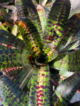 Neoregelia Hellacious