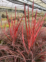 Tillandsia flabellata x subteres