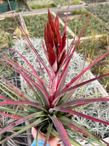 Tillandsia fasciculata 'Magnificent'