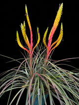 Tillandsia Madam Pele