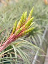 Tillandsia Chaca Fire (T. Chacalapa x fasciculata)