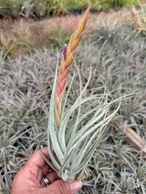 Tillandsia mitlaensis x concolor