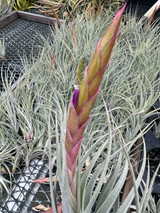 Tillandsia mitlaensis x concolor