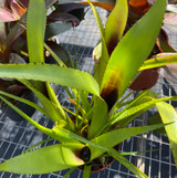 Aechmea purpureorosea