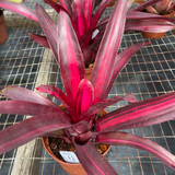 Neoregelia Fosperior 'Perfection'