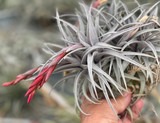 Tillandsia muhriae x edithae