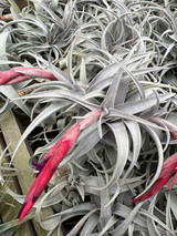 Tillandsia muhriae x edithae