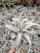 Tillandsia muhriae x edithae