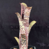 Billbergia Bunniss Factor