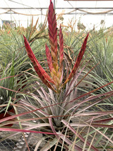 Tillandsia fasciculata 'Percal' hybrid