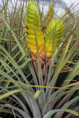 ブロメリア コレクション Tillandsia Nellie Rose-