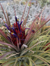 Tillandsia Apretado