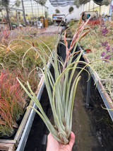 Tillandsia Fat Rose