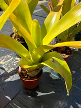 Aechmea blanchetiana (yellow)