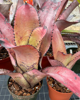 Neoregelia pascoaliana