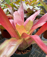 Neoregelia 'Rosea Striata'