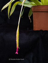 Tillandsia complanata