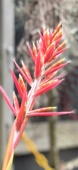 Aechmea tillandsioides