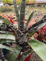 Aechmea chantinii 'Black'