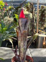 Billbergia Eleanor Rigby