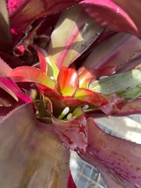 Nidularium innocentii (dark purple form)