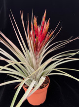 Tillandsia fasciculata 'Red' x latifolia