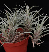 Vriesea species - Bird Rock Tropicals
