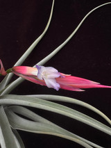 Tillandsia xiphioides x flabellata