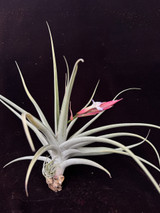Tillandsia xiphioides x flabellata