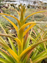 Tillandsia capitata 'Yellow' Tillandsia capitata 'Yellow'