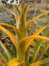 Tillandsia capitata 'Yellow'