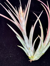 Tillandsia circinnatoides x capitata 'Rubra'