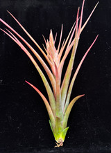 Tillandsia circinnatoides x capitata 'Rubra'