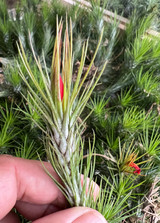 Tillandsia funckiana 'Uptight' - Bird Rock Tropicals