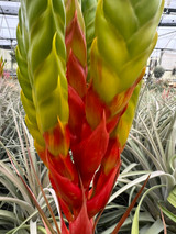 Tillandsia rothii x jalisco-monticola 