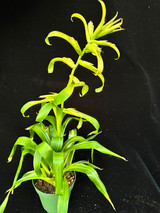 Tillandsia leiboldiana v. leiboldiana, Variegated