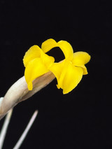 Tillandsia ixioides (Fragrant form)