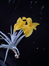 Tillandsia ixioides (Fragrant form)