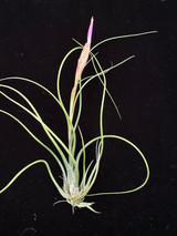 Tillandsia butzii var. roseiflora