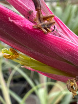 Tillandsia achyrostachys x calothyrsus