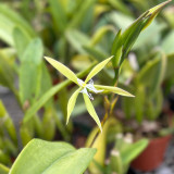 Epidendrum ciliare