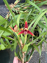 Maxillaria tenuifolia