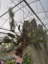 Encyclia hanburyi (dark flower form)