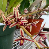 Cymbidium aloifolium