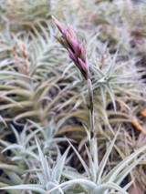 Tillandsia purpurea 'Shooting Star'